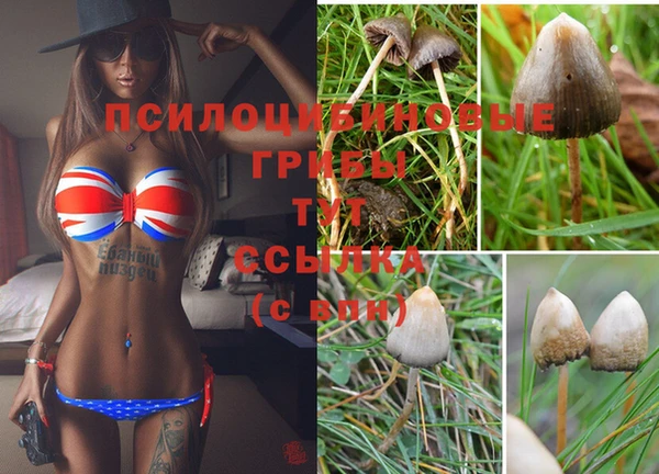 сатива Арсеньев